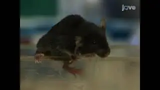 Evaluating cerebellar ataxia in mouse models, using a composite phenotype scoring system