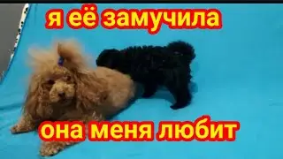 Правдивая Сплетница Я ее замучила, а она меня любит