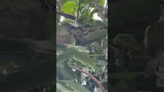 Salah satu sebab, isi sarang sering hilang 😱😱😱