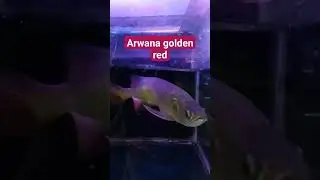 ARWANA GOLDEN RED