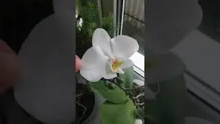 НЕВЕРОЯТНО!!Самый лучший способ разбудить ОРХИДЕИ!!!