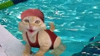 Roligt, Klyftigt Katter, Bästa Husdjur, Hund Trick, Katt Och Hund, Sällskapsdjur Agility