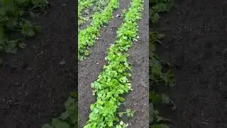 Маленький обзор в большую непогоду. #дача #цветы #огород #garden #огород #сад #сад #лето