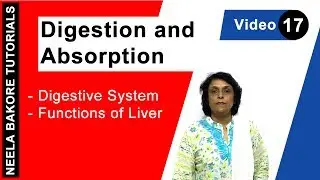Digestion and Absorption | NEET | Digestive System - Functions of Liver | Neela Bakore Tutorials