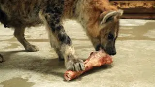 The hyena eats a large beef bone and a piece of meat, and then licks the fur.