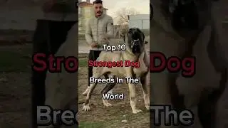 TOP 10 Strongest Dog Breeds In The World. # shorts #trending #viralvideo #top10
