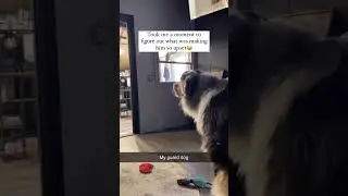 I Can't With These Dogs!!🤣 🐶 (funny dog videos) #funny #dogs #pets #funnypets #dogmomnews #shorts