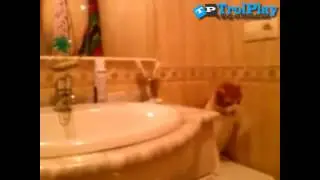 Angry Cat Boxing With A Vacuum