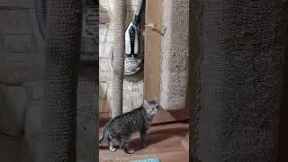 Ох уж эти женщины 