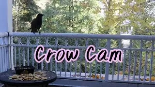 Crow Cam is back 😊