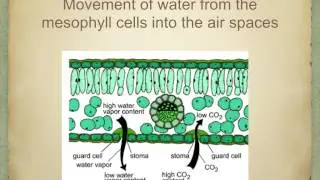 IGCSE. 2.8.  Movement of water through the leaf