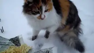 Cat in three colors. Mom with a child eat. Cat and kitten eating.