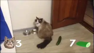 Коты vs Огурцов №18