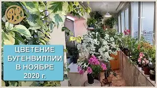 Цветение бугенвиллии в ноябре 2020 / bougainvillea bloom in November 2020