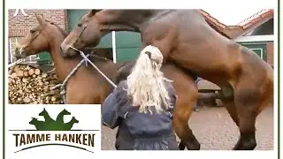 Mare gets covered: Tamme does a real favor! | Tamme Hanken | Kabel Eins