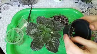 Repotting violets! Wick watering for violets.