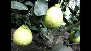 КАК СПЕЮТ ЛИМОНЫ  И ПАПАЙЯ В ТЕПЛИЦЕ. ОЛЬГА БРИЗ