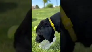 Puppy 1 Water Bottle 0