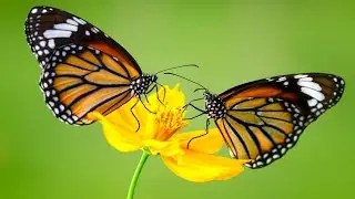 The Butterfly Lovers (Piano Arrangement)