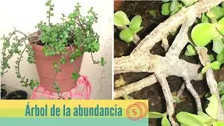 Cuidados del árbol de la abundancia // Morfología Portulacaria afra