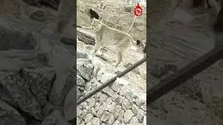 #viral Guess the Animal? | Rare Animal Video | #rare #animals #india #trending  #strange