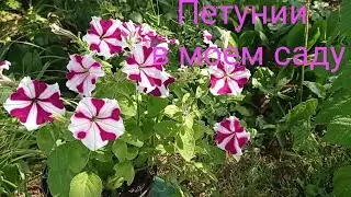 Петунии. Пышное цветение в июле