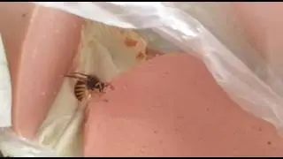Оса ест колбасу