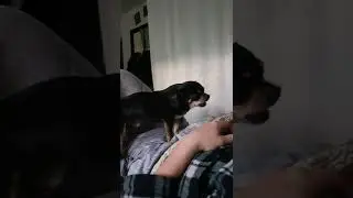 собака говоряка
