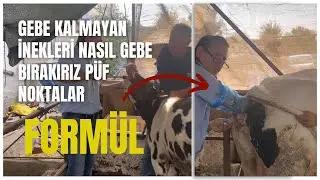 Defalarca Tohumlanan Gebe Kalmayan İneği Kesime Gitmekten Kurtarabilecekmiyiz ? #tarım #cattle #vet