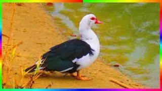 Серая Шейка 21 века Птицы осенью🐦🦆
