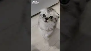 Скажи мяу) (Тикток мем)