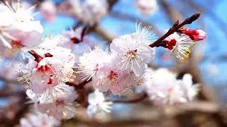 Therapeutic soothing Chinese music for depression, nervousness  To soothe the body and spirit.