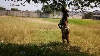 Cara makan kambing ini unik mirip jerapah