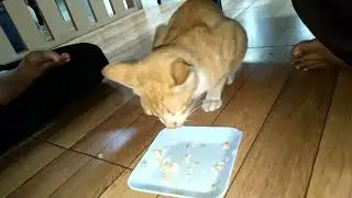 kucing oyen makan sampe tiga porsi. 