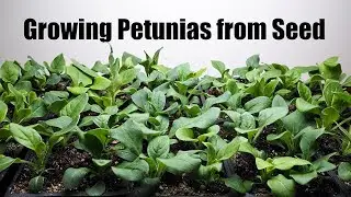 Growing Petunias from Seed