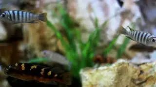 Best Copyright Free Video , Fish HD Video.