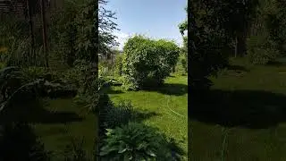 Сад. Скамейка. 15.06.2024