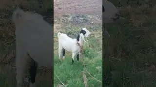 #shorts | #shortsfeed | #shortvideo | Qurbani Kay Janwar | Beautiful Qurbani Janwar