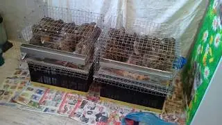 Перепелки в домашних условиях. Вся правда