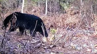 2019 Fall Black Bear hunt new brunswick