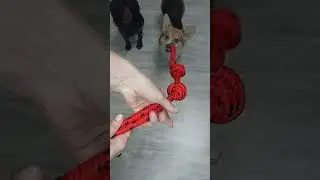 Игрушка для собак за 2 минуты