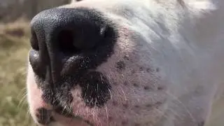 Dogzilla - The Movie Trailer