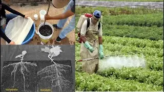 Aplicación de Especies Endófitas de Trichoderma en los Sistemas Hortofrutículas (Parte 3)