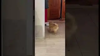 У Боньки новый друг 😂￼
