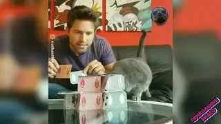 Прикольные видео с кошками и собаками!