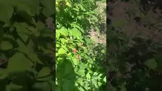 Малины много в этом году ! #малина #ягоды #ягодныйогород #продажа