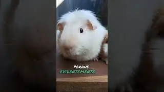 ¡A hacerse cargo Crestadin!🐹