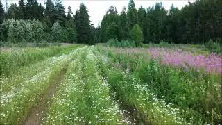 Я пройду по лугам некошеным.