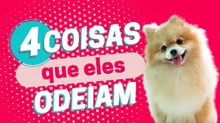 4 coisas que o Spitz Alemão odeia