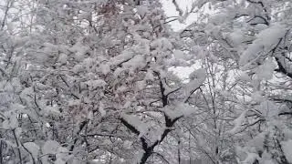Neve 2019
